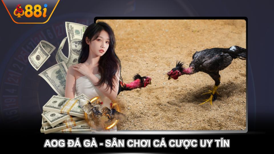 AOG đá gà