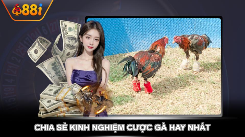 Chia sẻ kinh nghiệm cược gà hay nhất