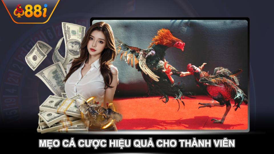 Mẹo cá cược hiệu quả cho thành viên