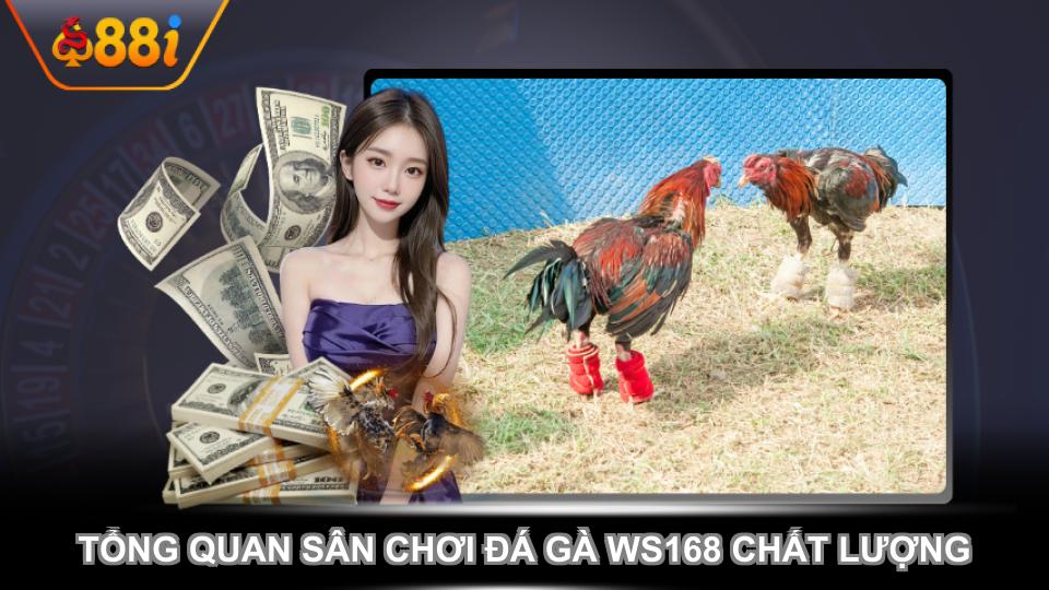 Tổng quan sân chơi đá gà WS168 chất lượng cao