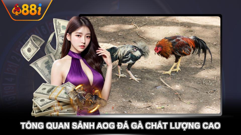 Tổng quan sảnh AOG đá gà chất lượng cao